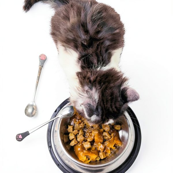 Patelai Stainless Steel Pet Food Spoon Dishwasher Safe-5