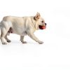 Automatic Dog Ball Launcher by-2