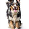 Atangee Automatic Dog Ball Thrower Launcher-4