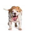 Atangee Automatic Dog Ball Thrower Launcher-2