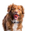 Chuckit! Dog Ball Launcher Lightweight Rubber Grip-1
